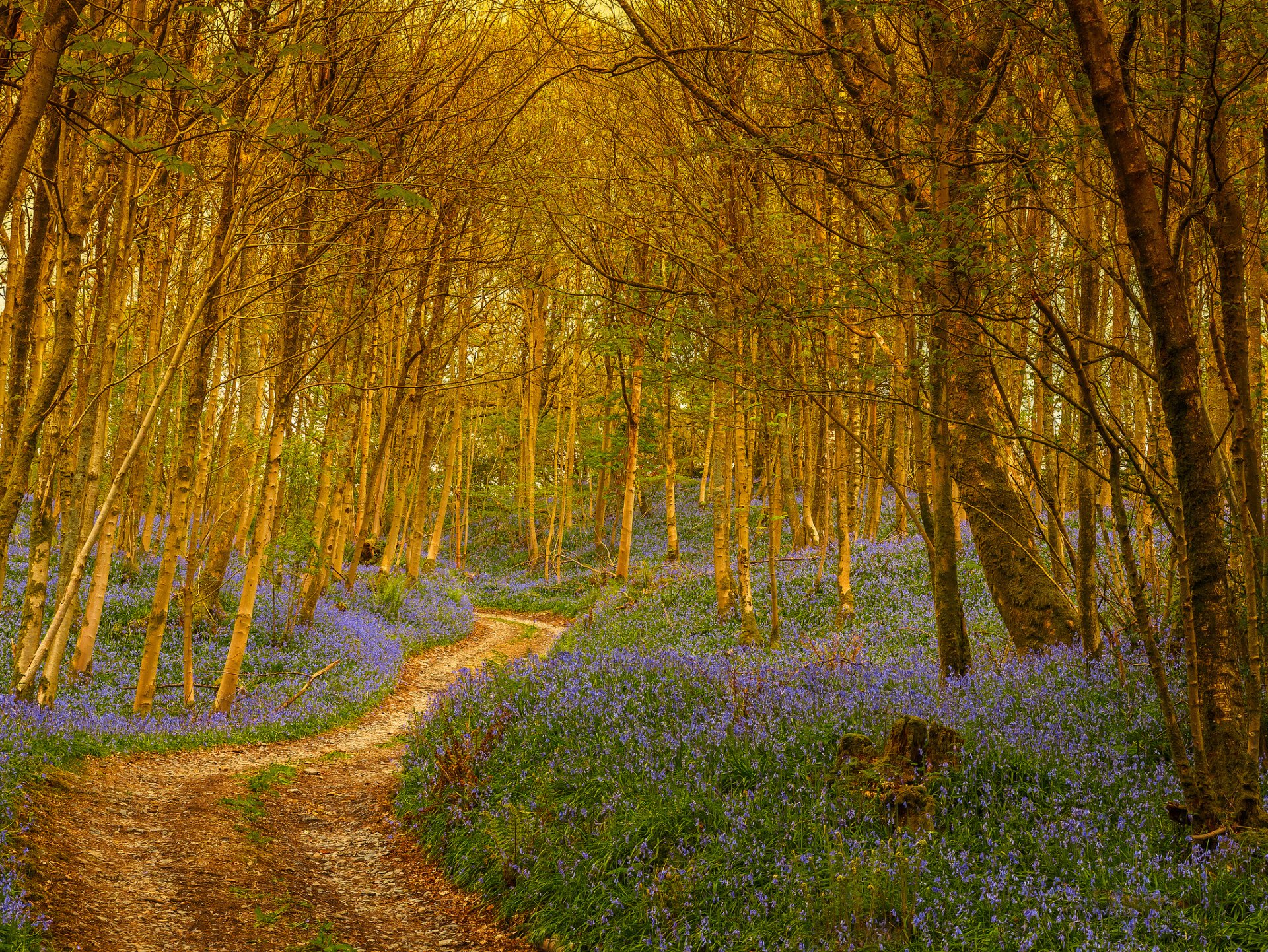 wald bäume weg blumen