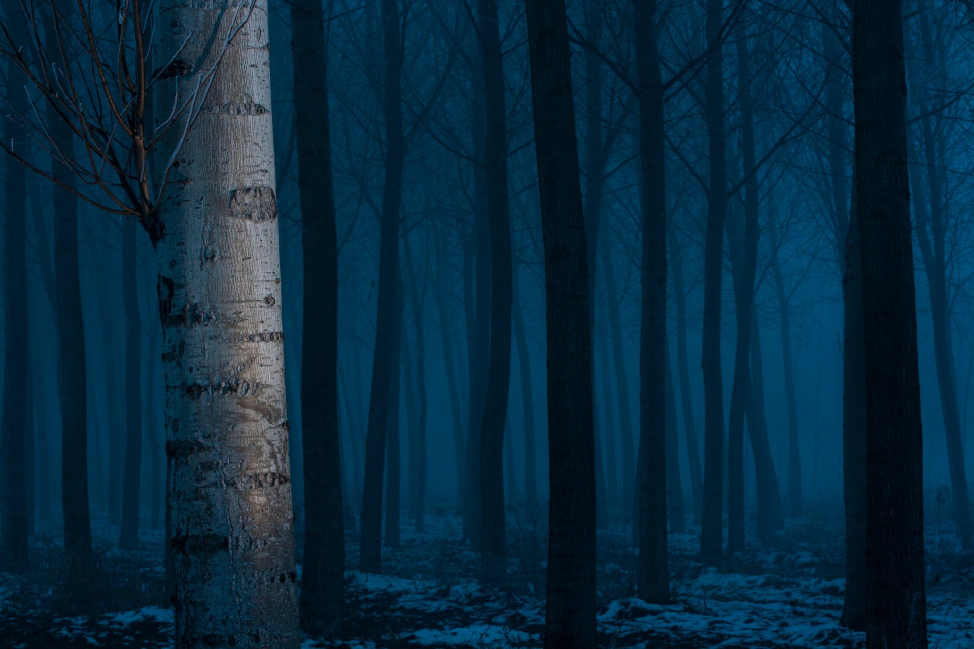 forêt arbres neige