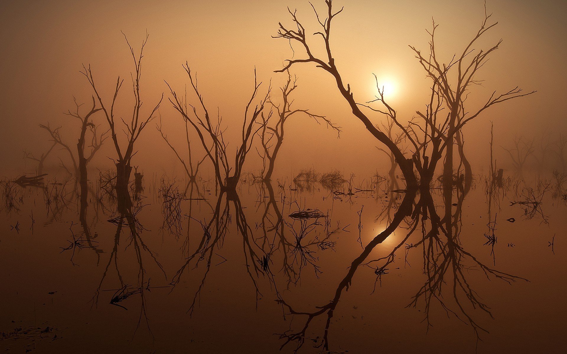 noche lago árboles sol niebla naturaleza foto