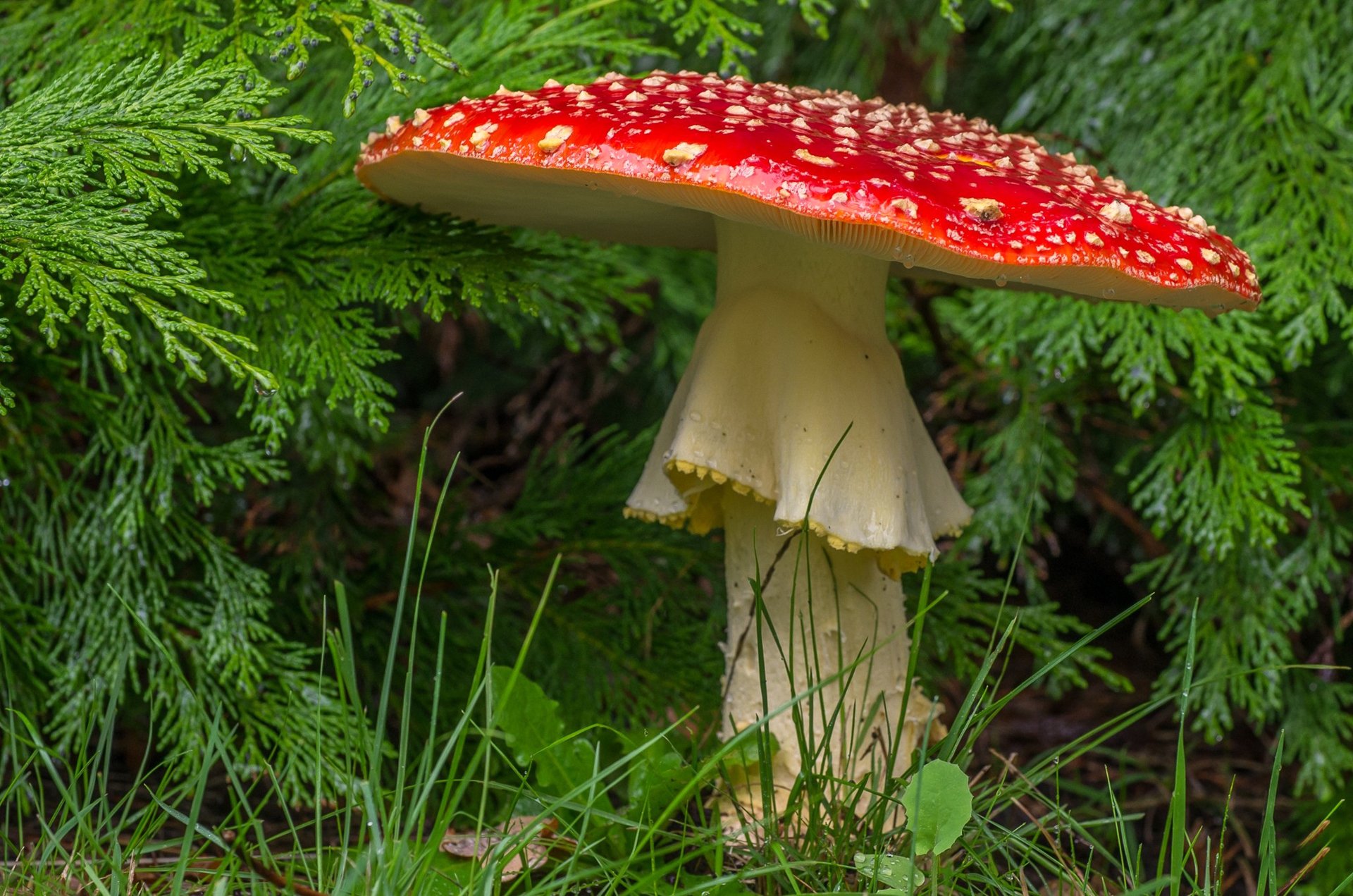 seta amanita seta bosque macro