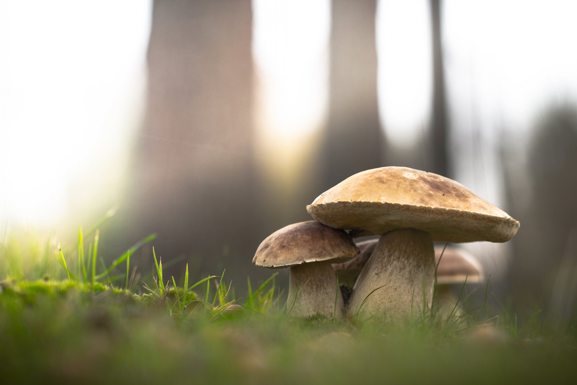 porcino funghi foresta erba natura