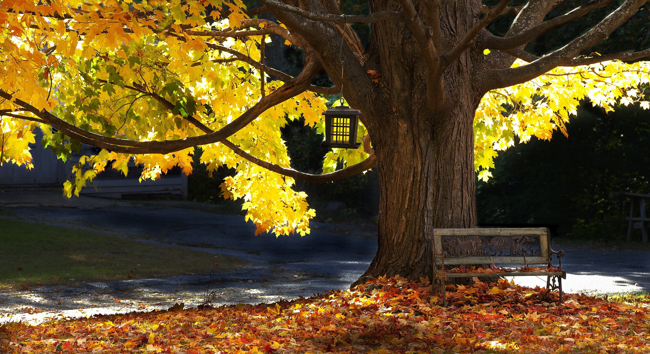 arbre banc automne