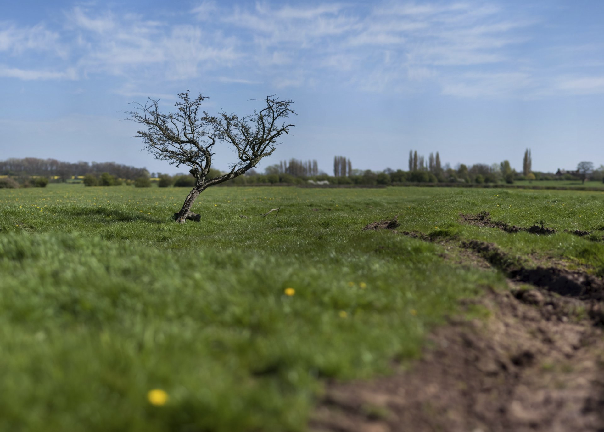 z przesunięciem i pochyleniem efekt drewno pole