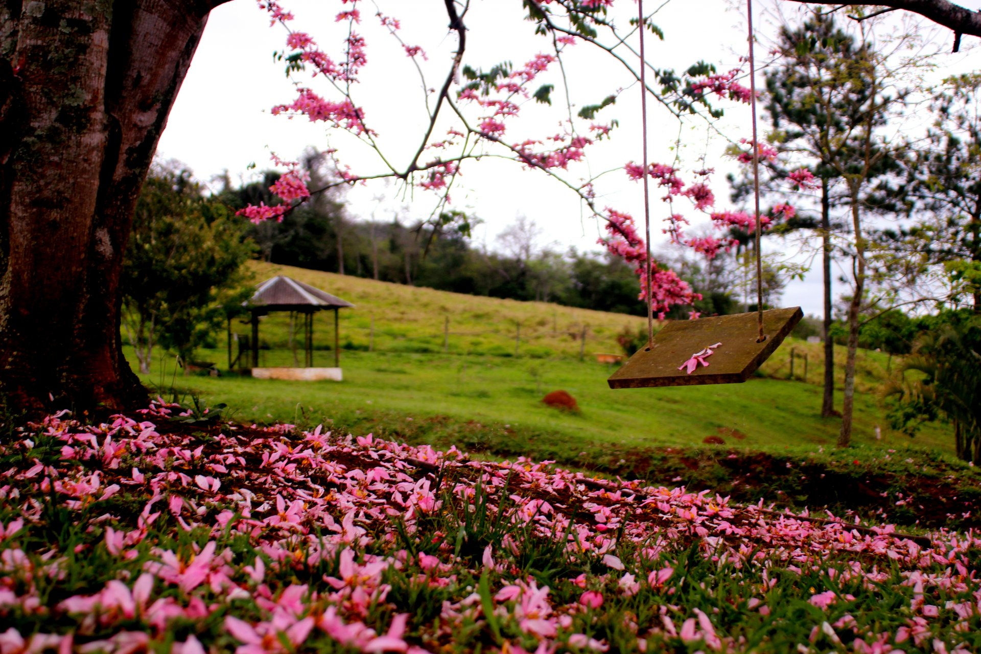 natura trawa kwiaty wiosna las park drzewa spacer wiosna