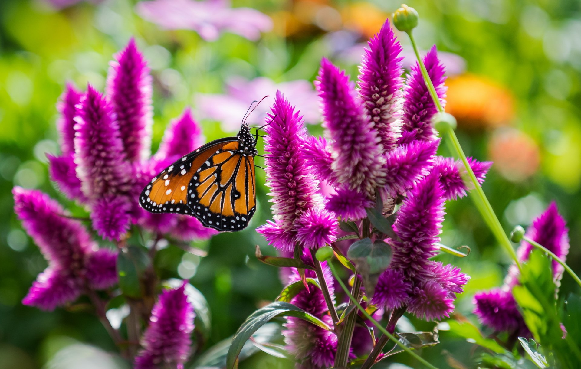 papillon fleurs gros plan