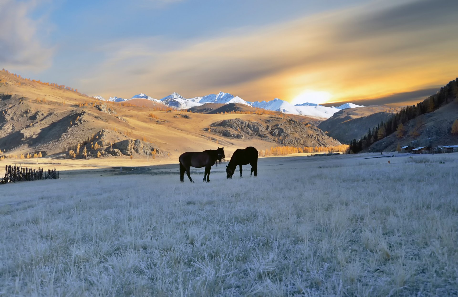 altai cavalli autunno