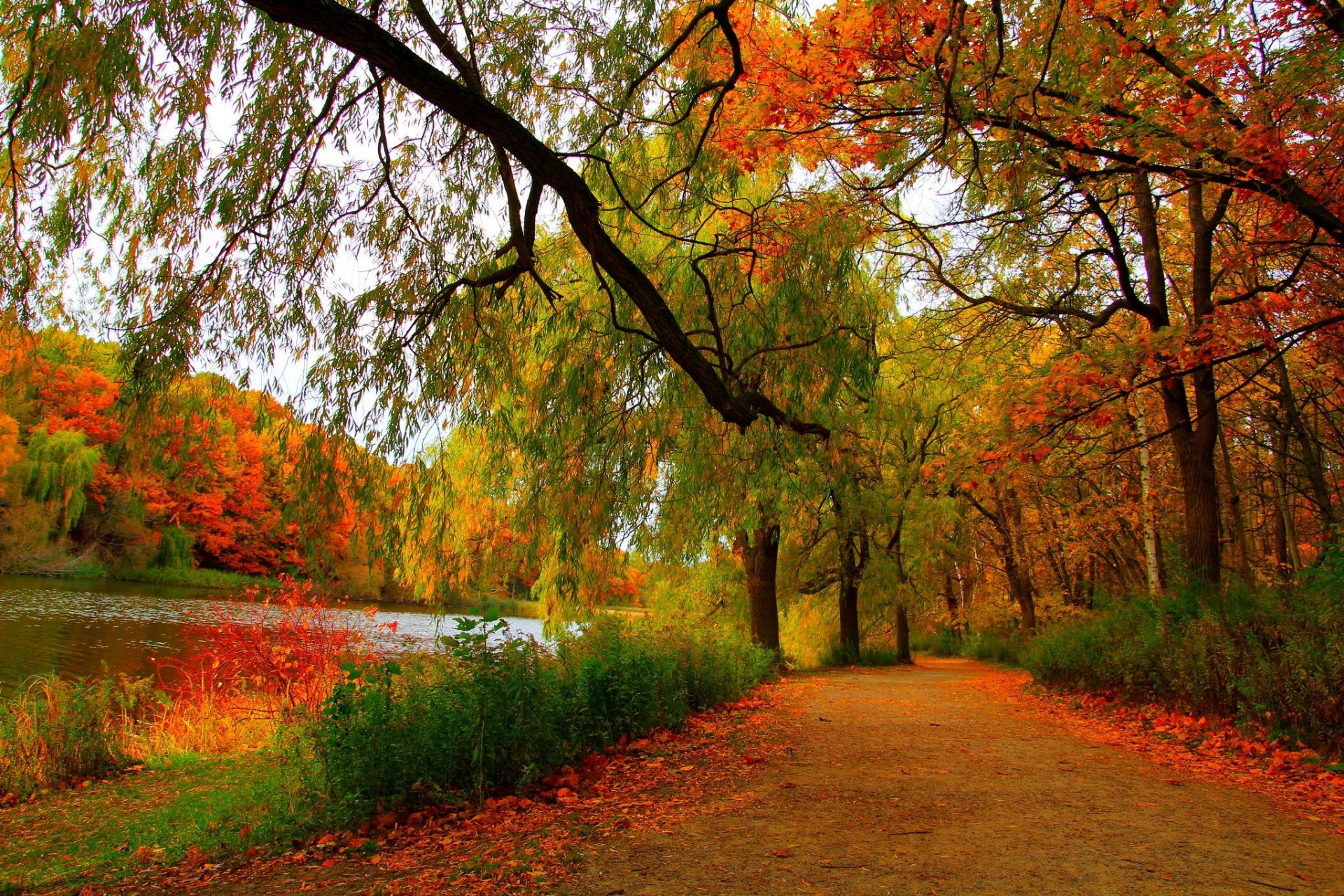 nature paysage forêt arbres automne rivière automne vue