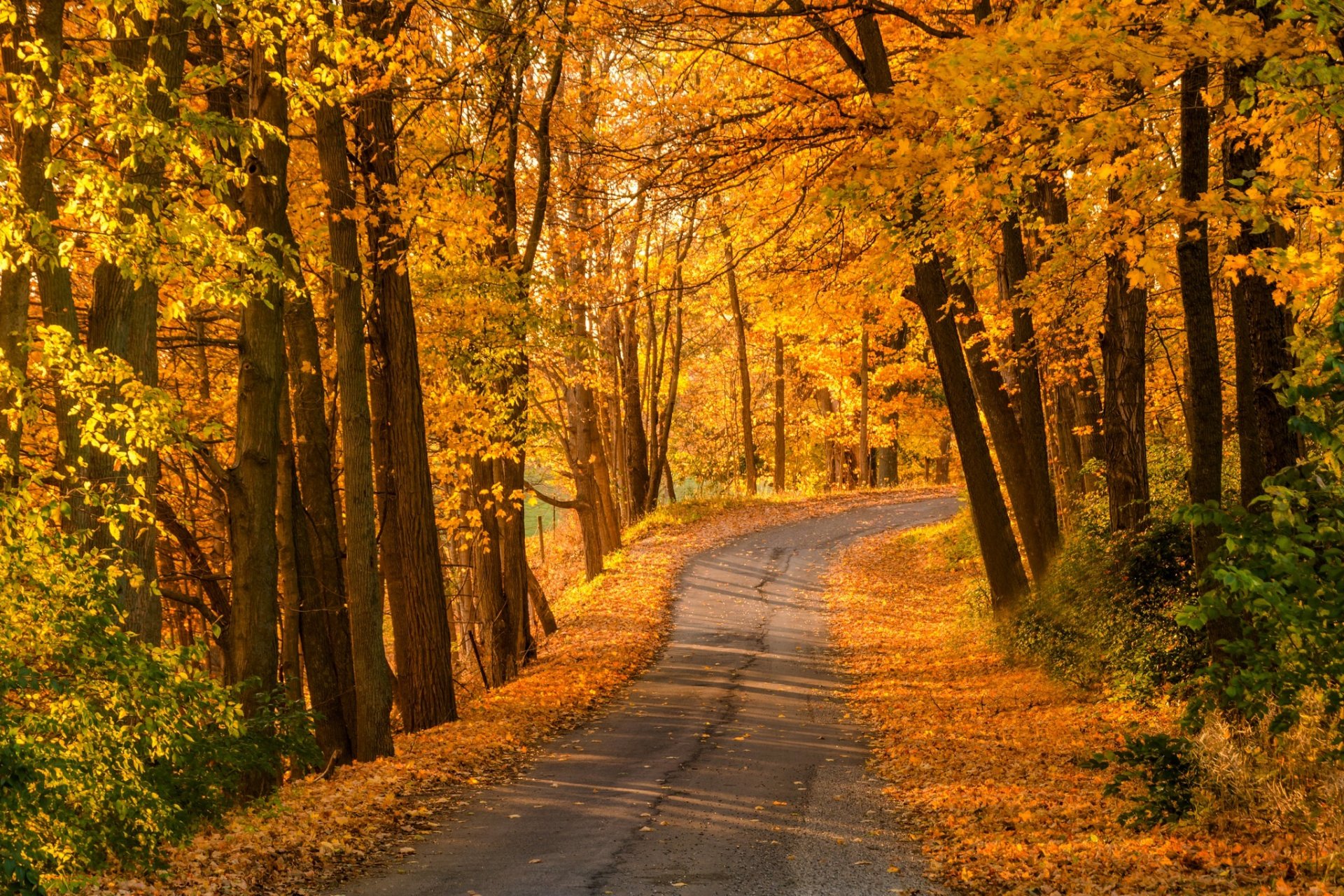 natura foresta parco alberi foglie colorato strada autunno caduta colori passeggiata