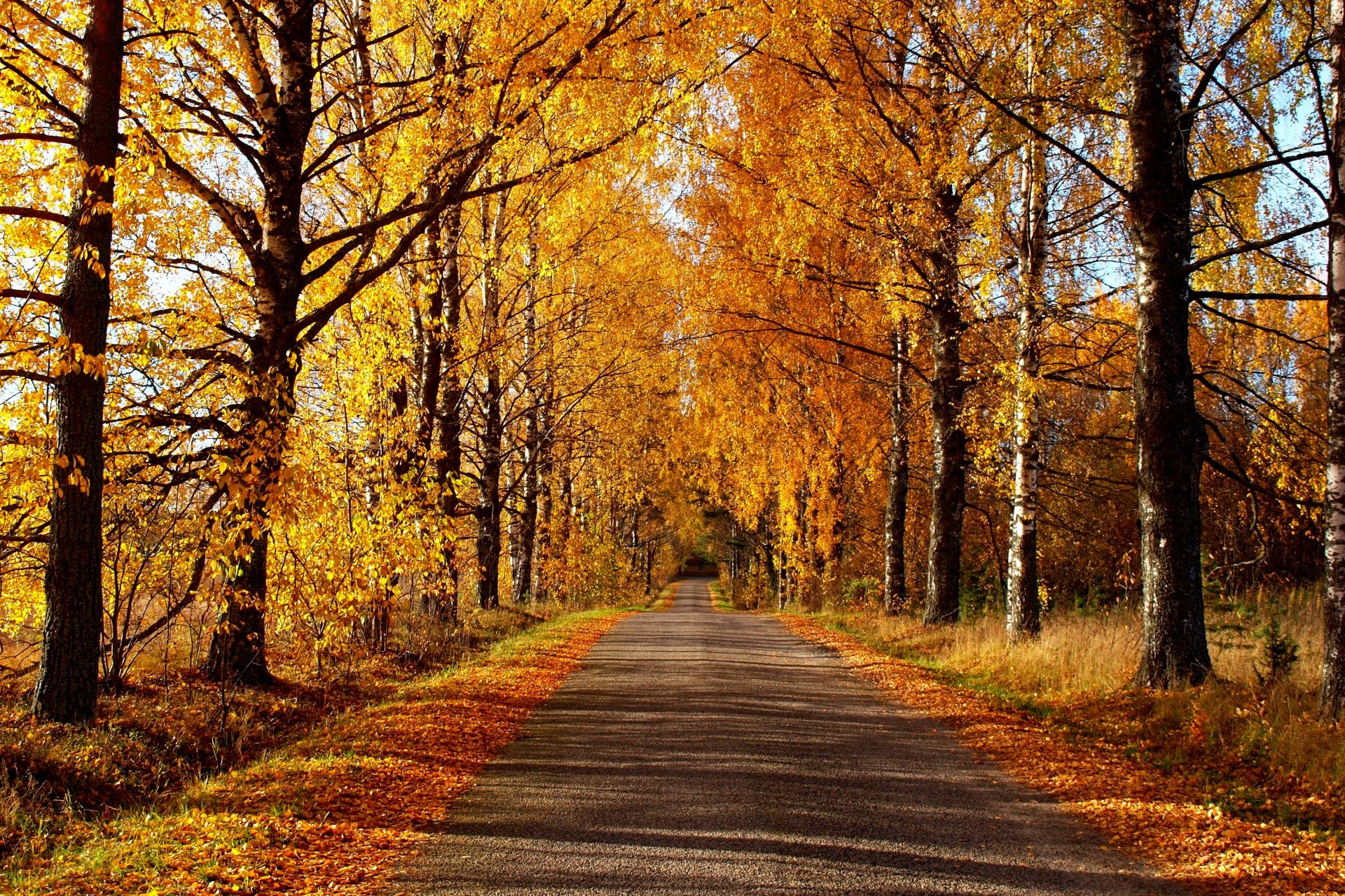 natur wald park bäume blätter bunt straße herbst herbst farben zu fuß