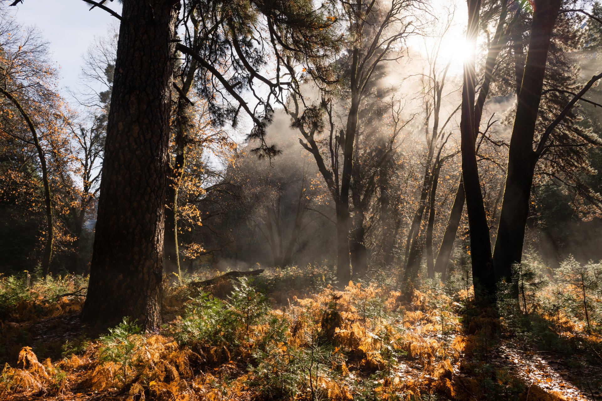 forest autumn nature