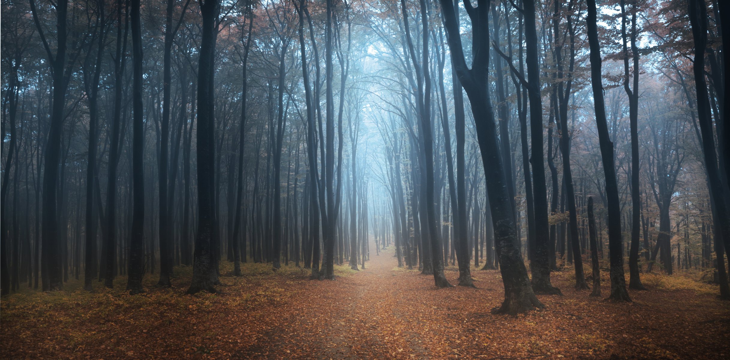 forest track fog tree morning