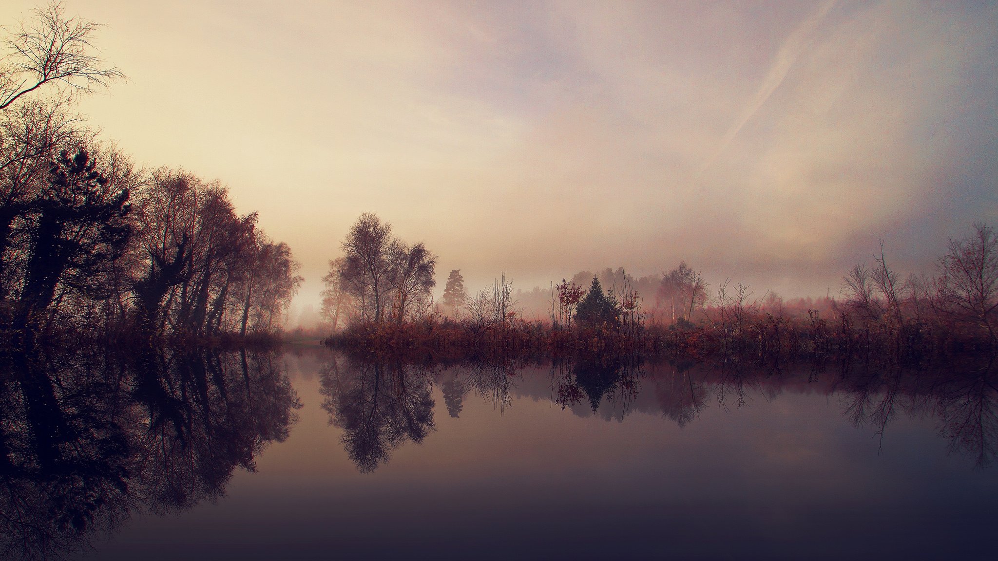 arbres arbuste lac matin brouillard