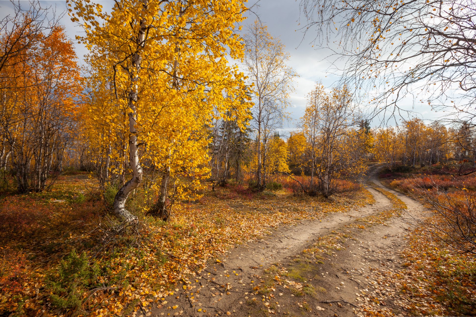 automne forêt route nature paysage