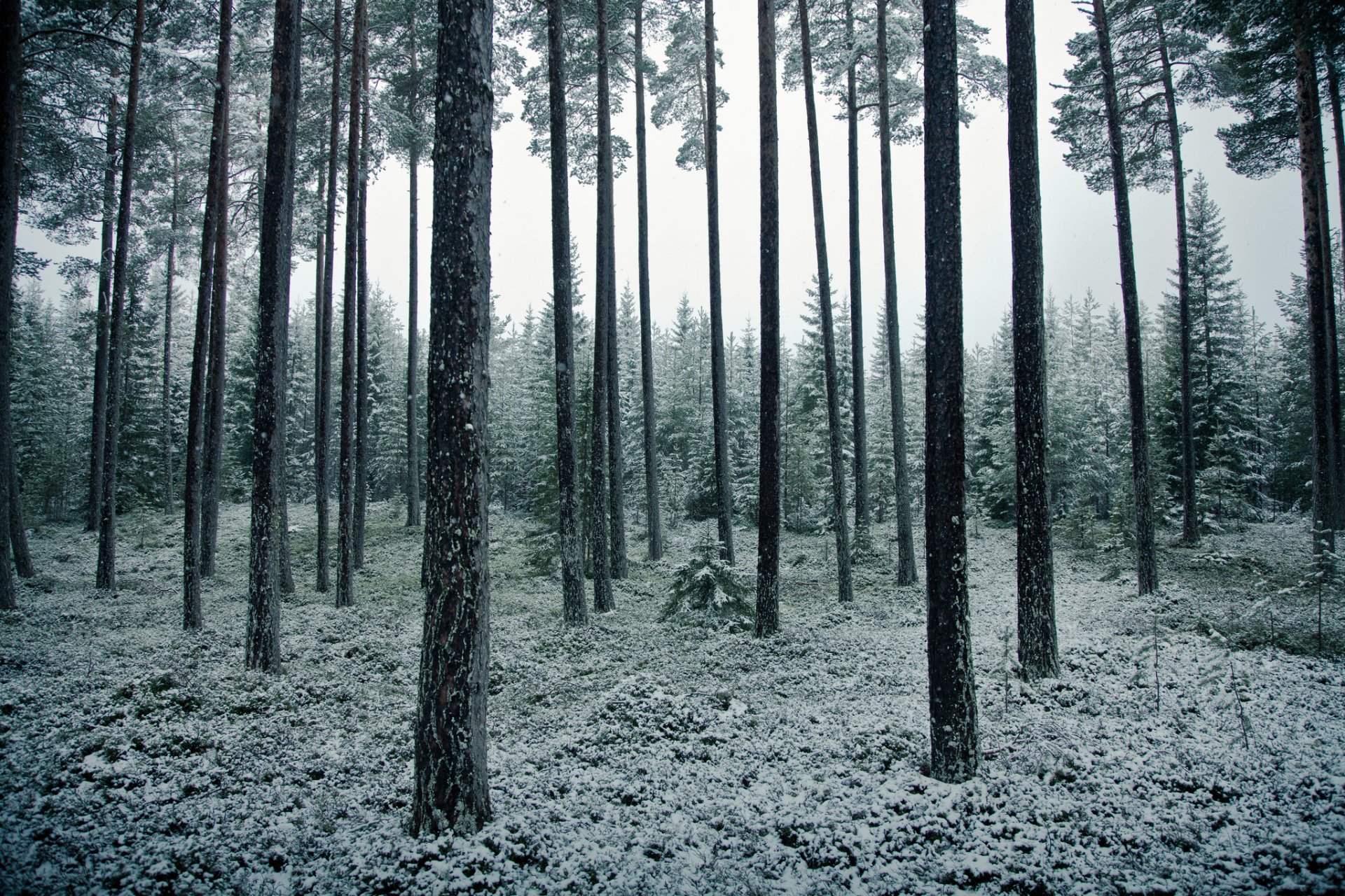 forêt arbres neige mai