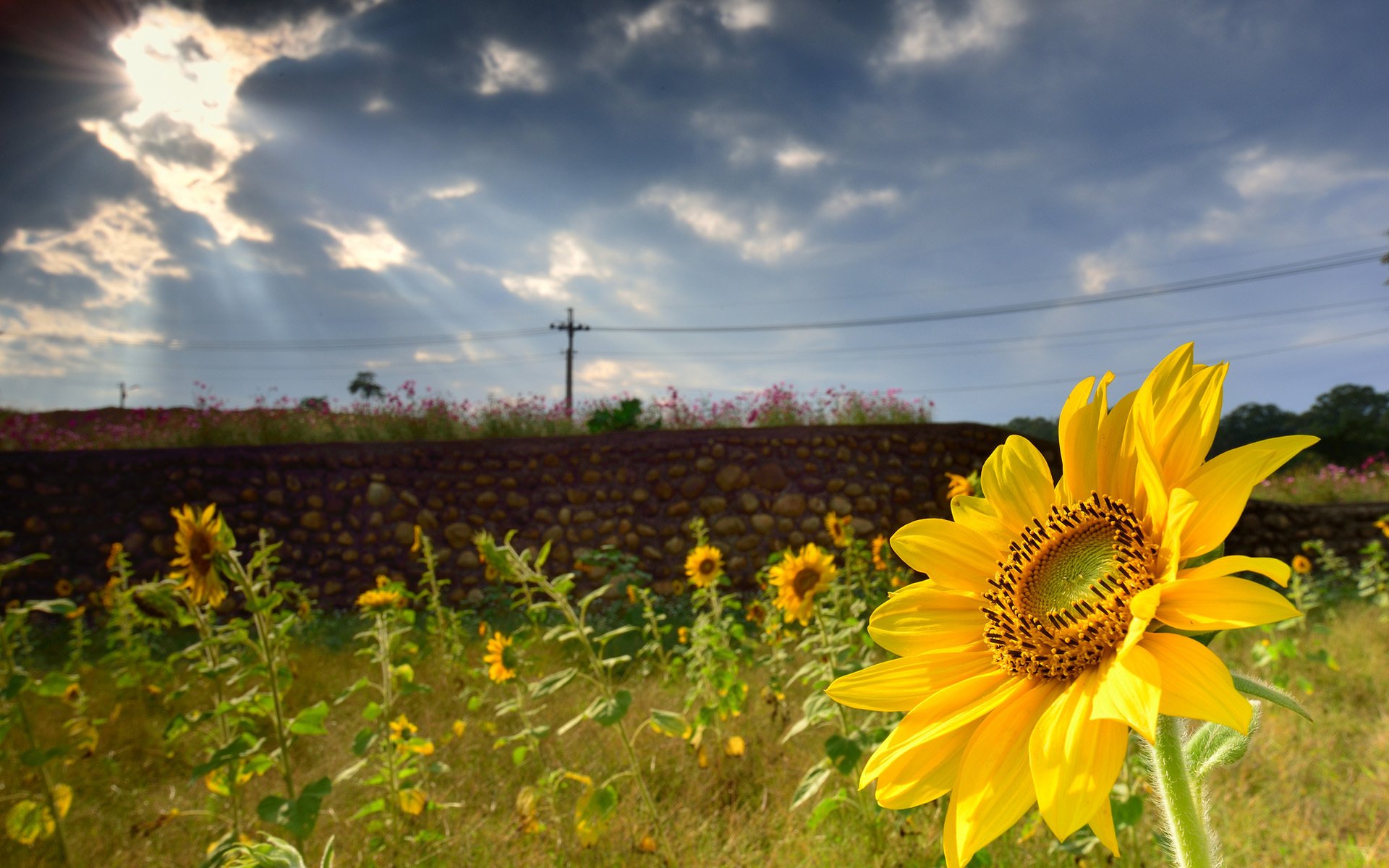 sommer sonnenblume fokus grün zaun mauerwerk wolken sonnenstrahlen