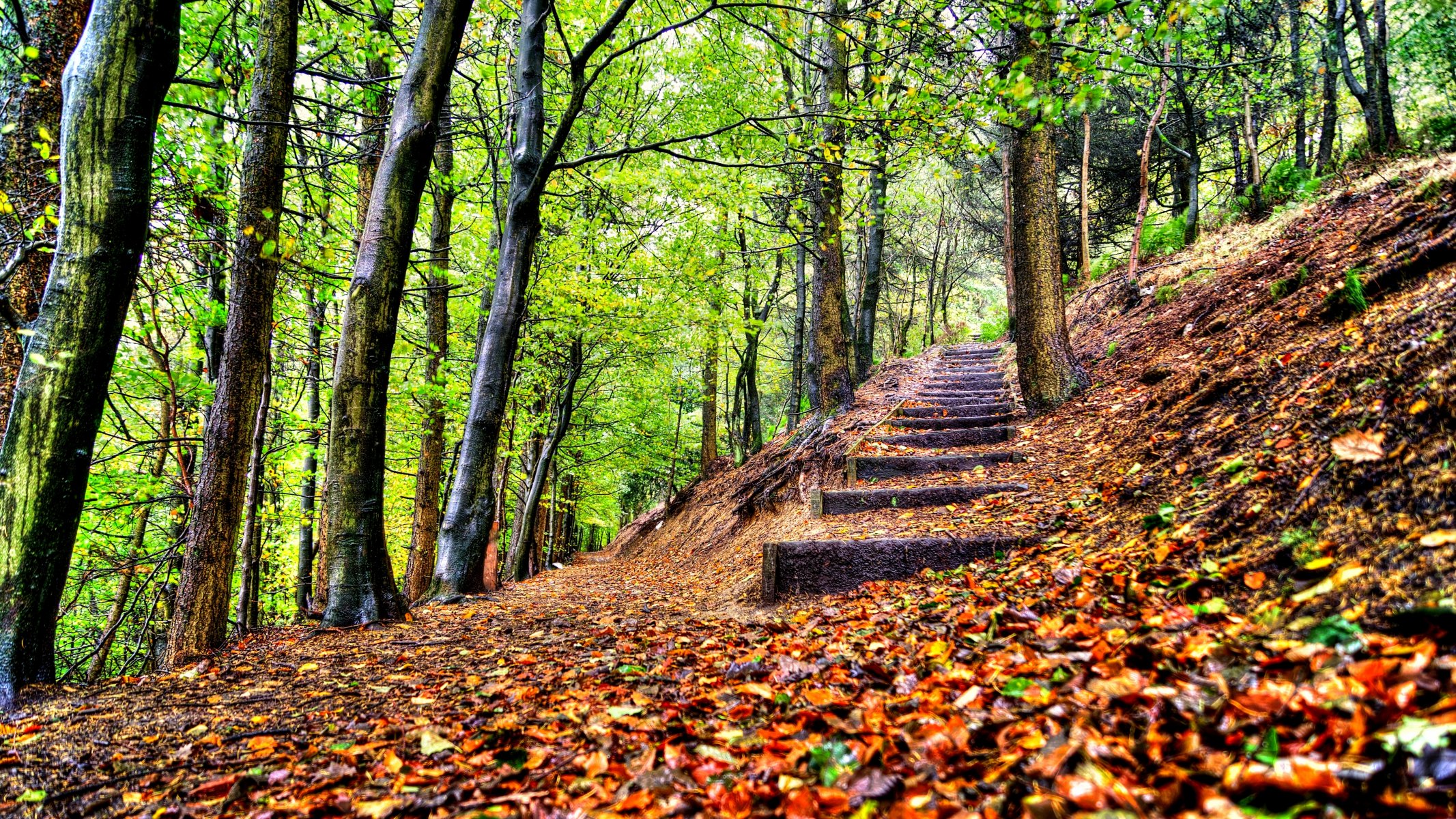 feuilles arbres forêt parc étapes automne marche hdr nature