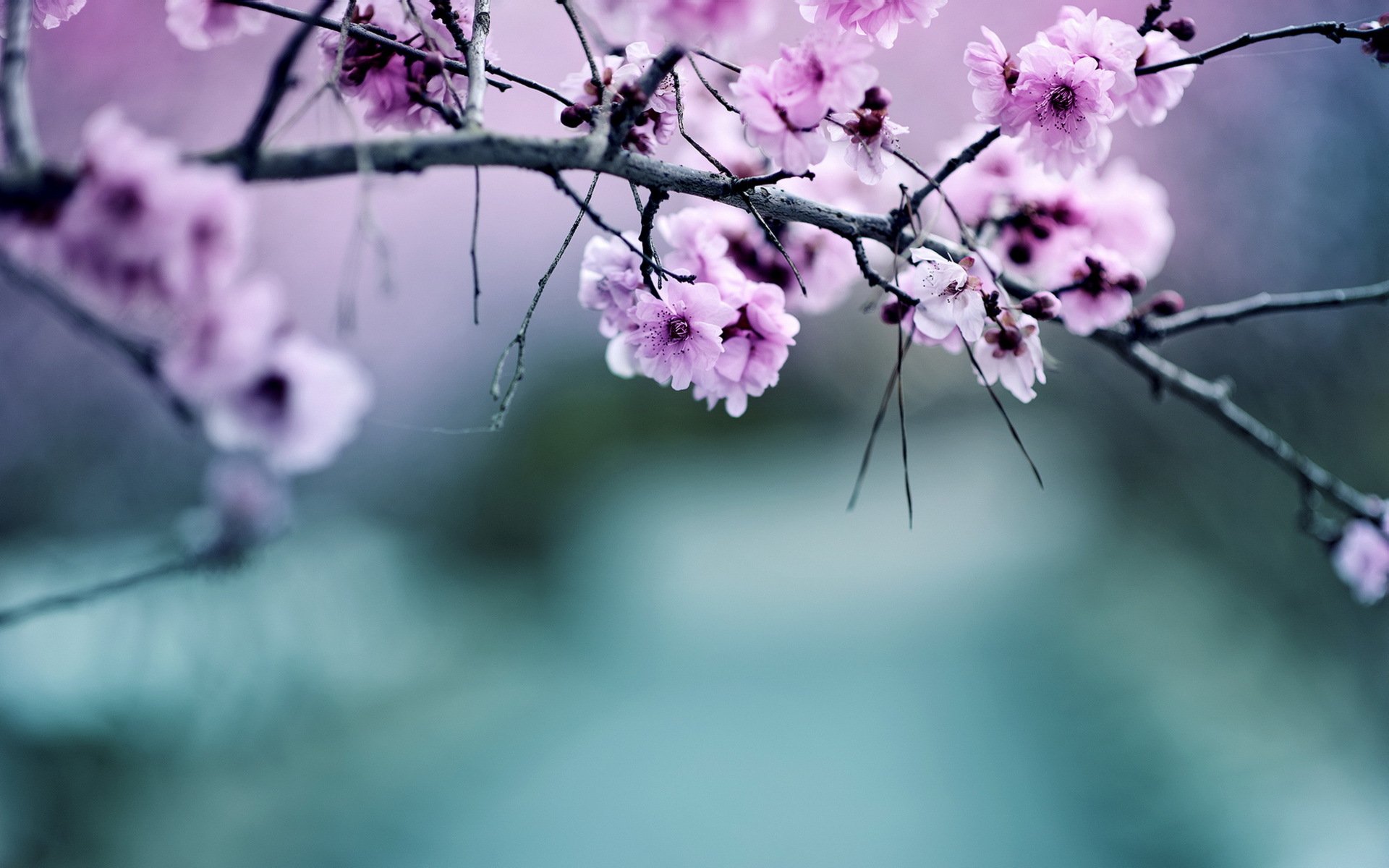 branch apple nature flower