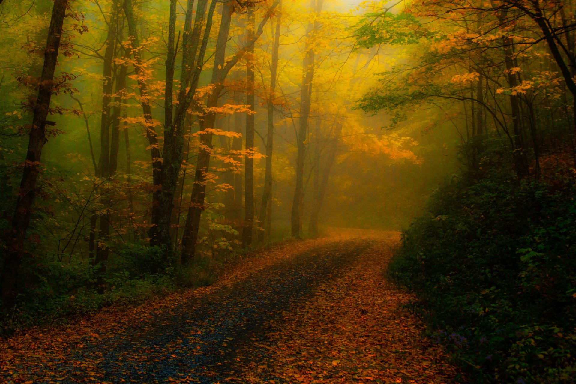 estados unidos carolina del norte bosque niebla carretera árboles follaje otoño naturaleza procesamiento