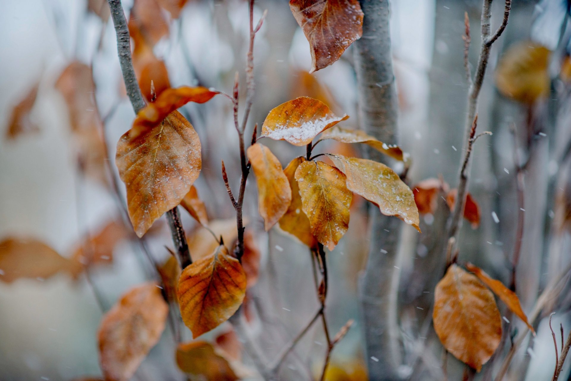 árbol ramas hojas otoño amarillo nieve