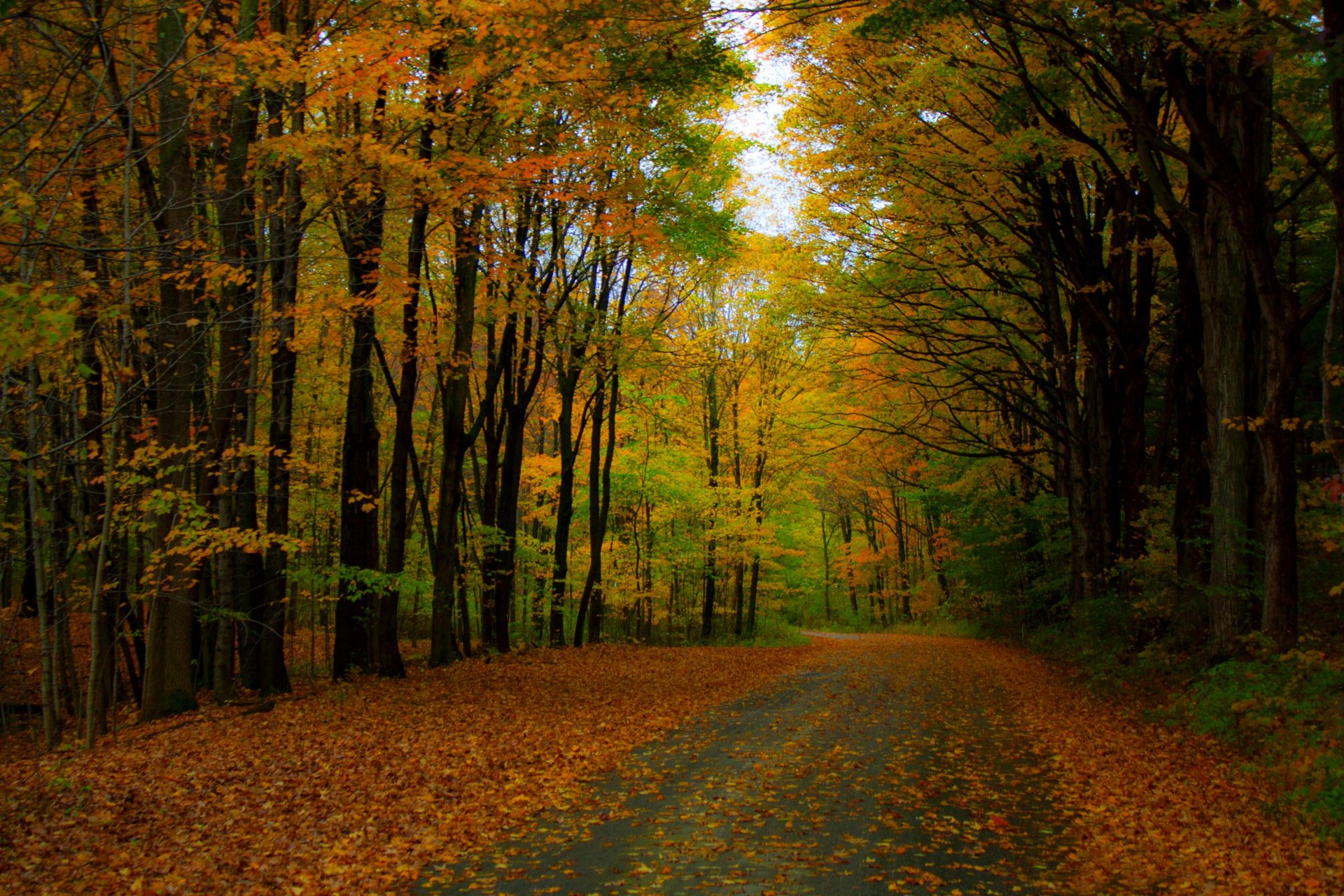 nature forêt parc arbres feuilles coloré route automne automne couleurs promenade