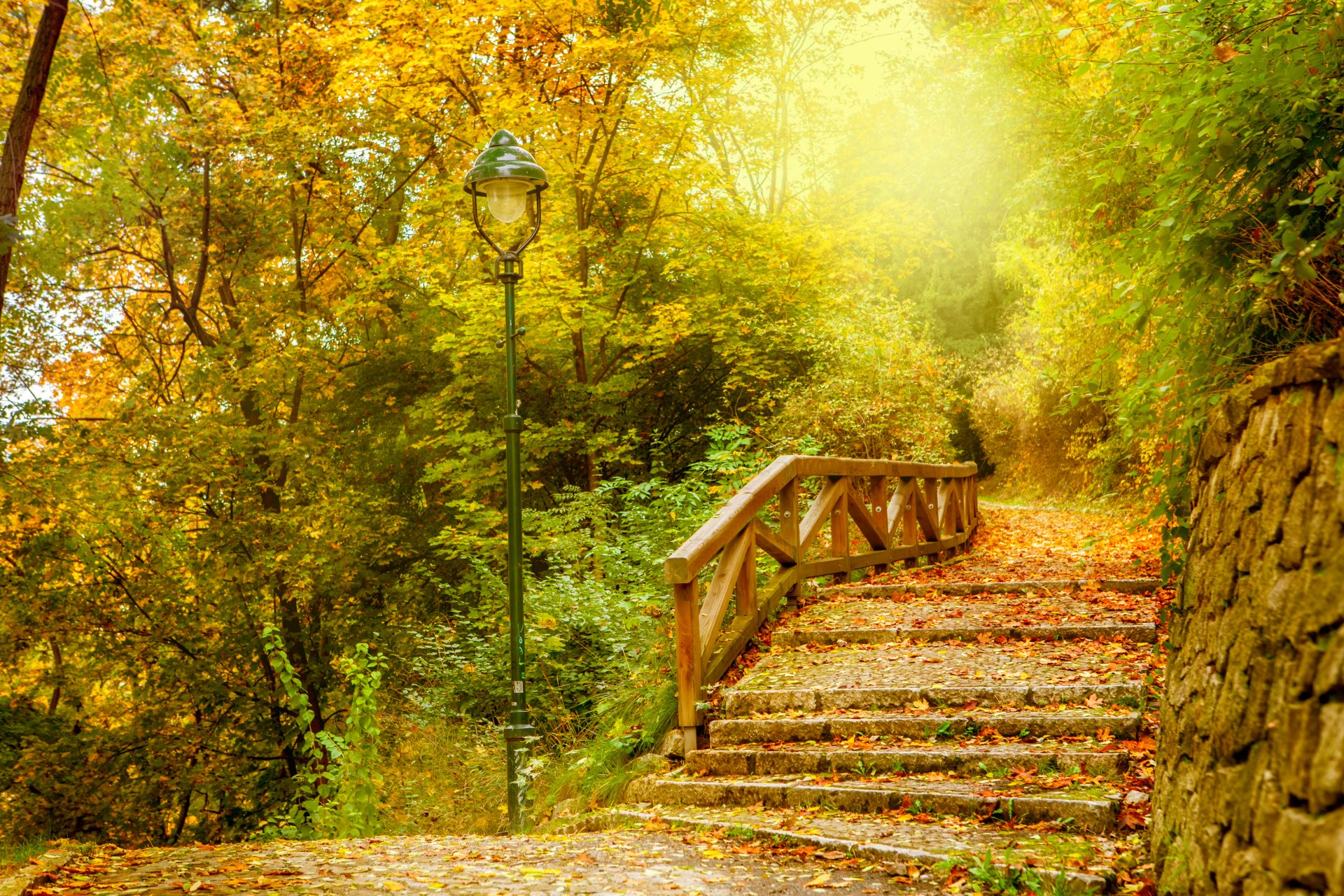 herbst blätter park wald