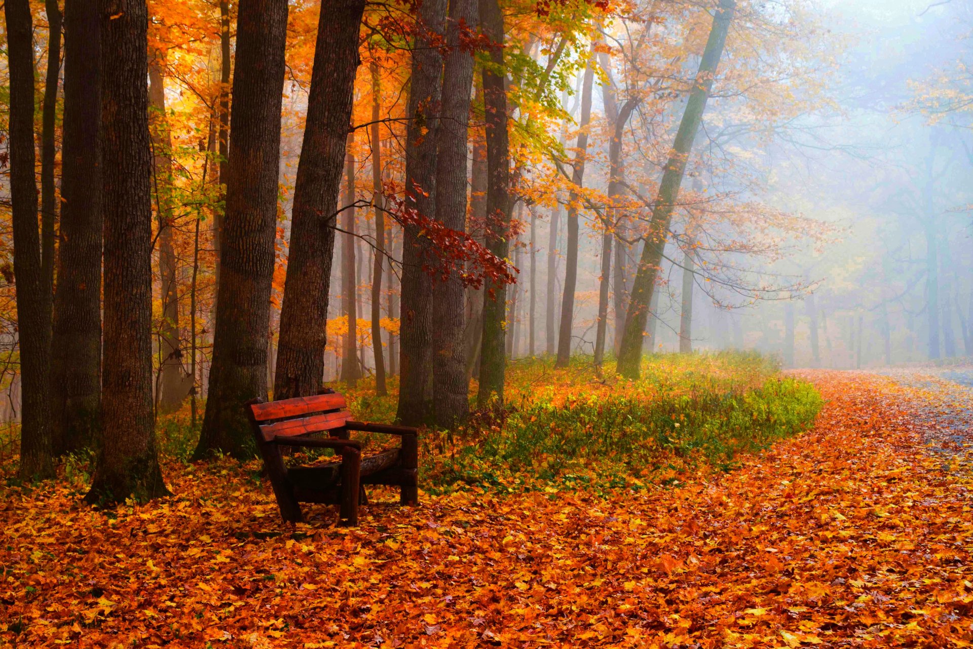 leaves trees park grass road colors autumn walk hdr nature bench tree