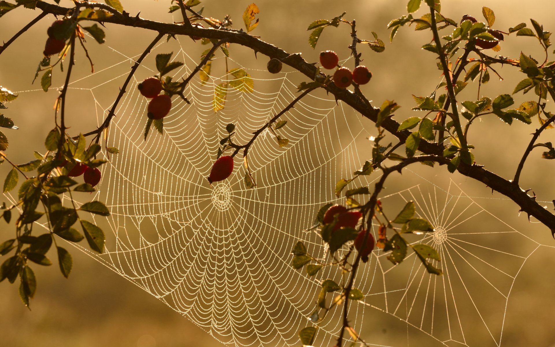 dzika róża pajęczyna natura