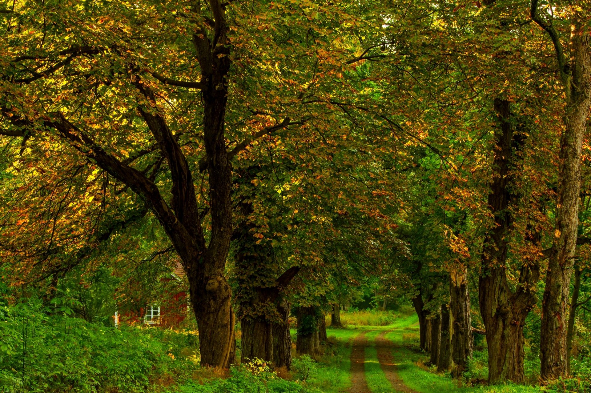 natur wald park bäume blätter bunt straße herbst herbst farben zu fuß gras haus