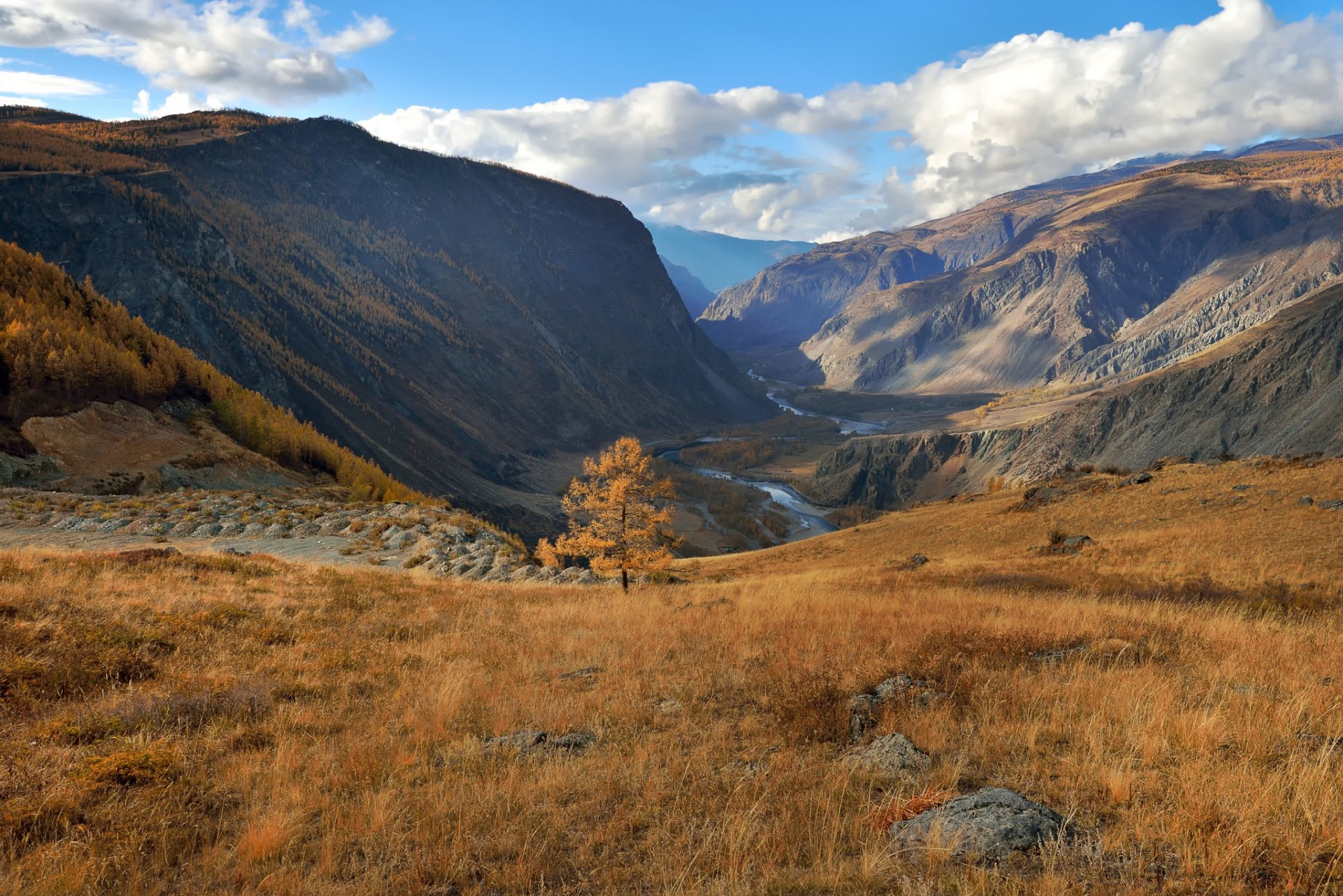 altai autumn larch