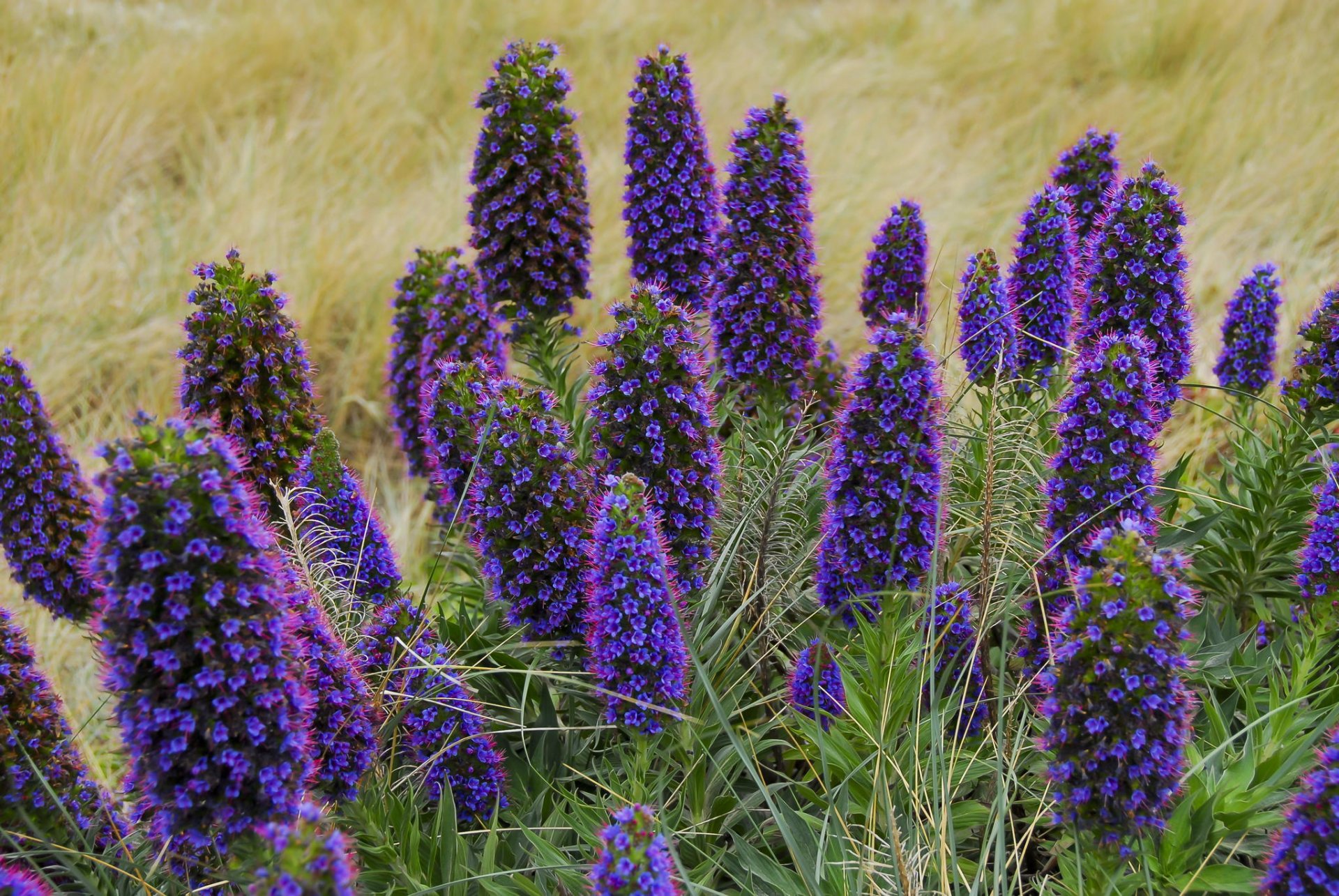 fiori viola primavera