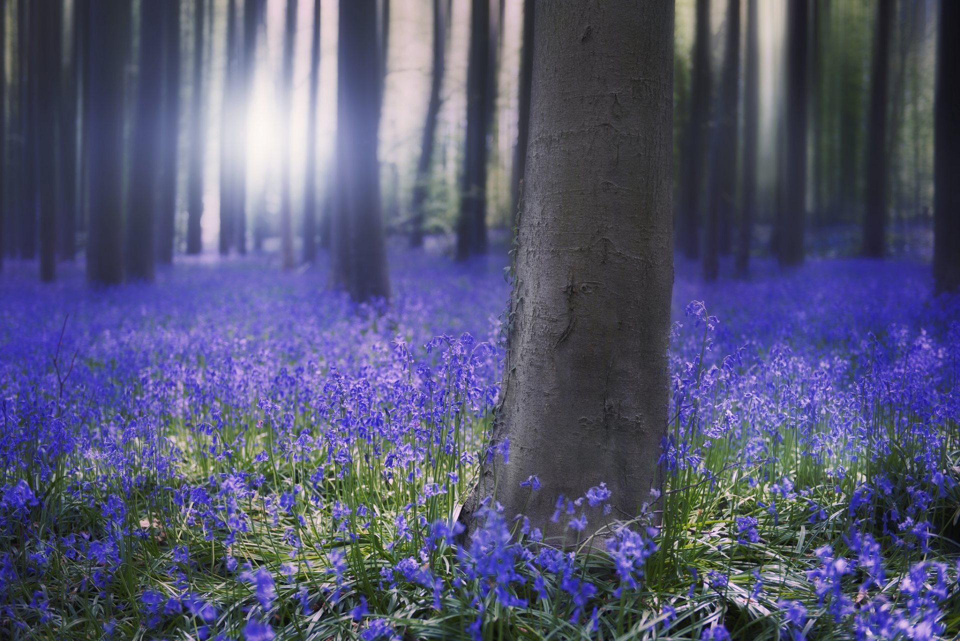 primavera foresta alberi fiori blu campane mattina sole alba