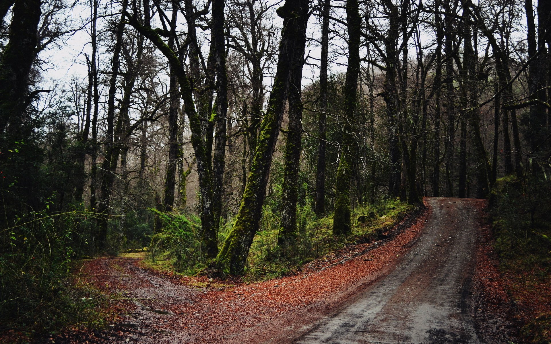 foresta strada autunno natura