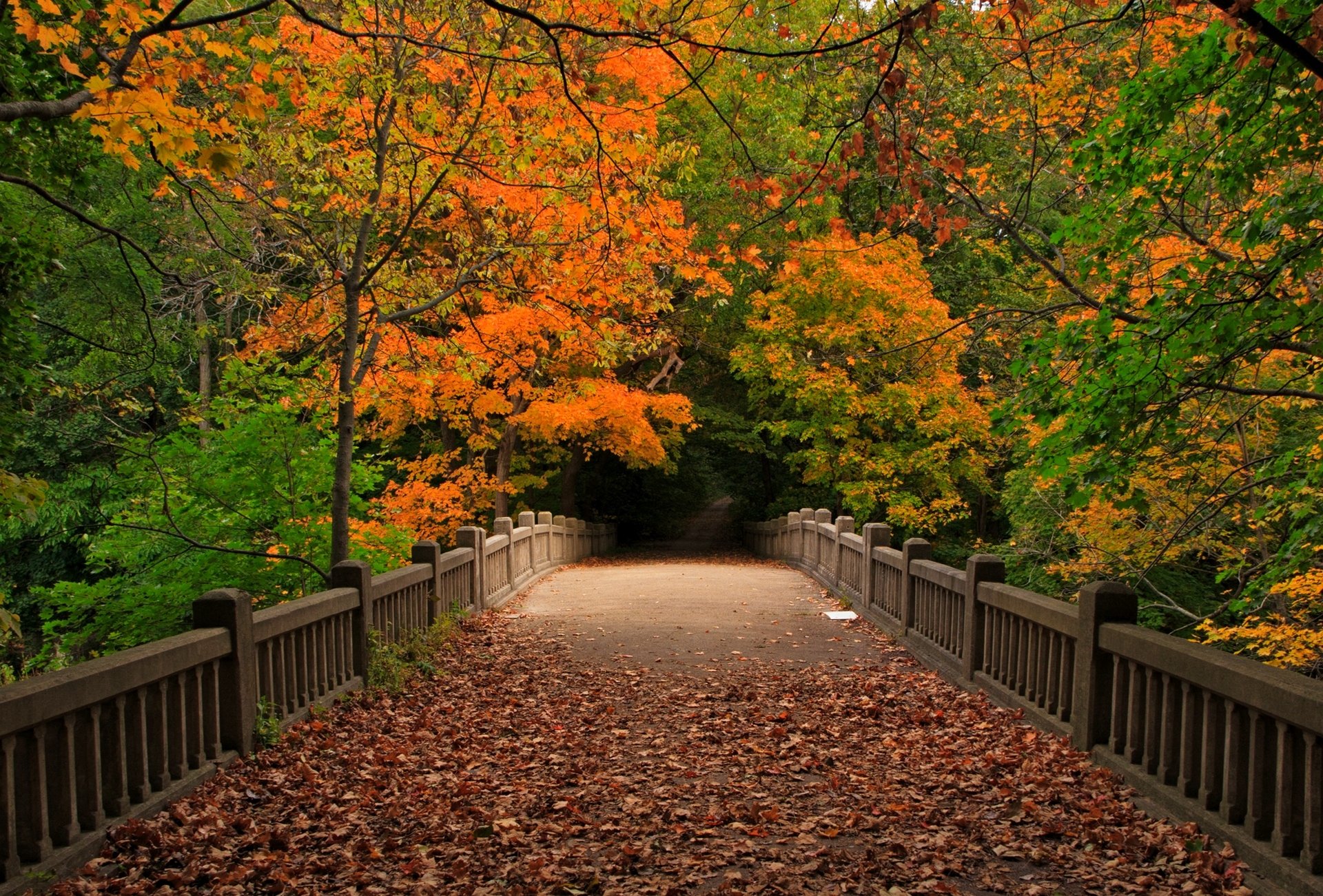 foglie parco alberi foresta autunno passeggiata natura vista caduta ponte vista