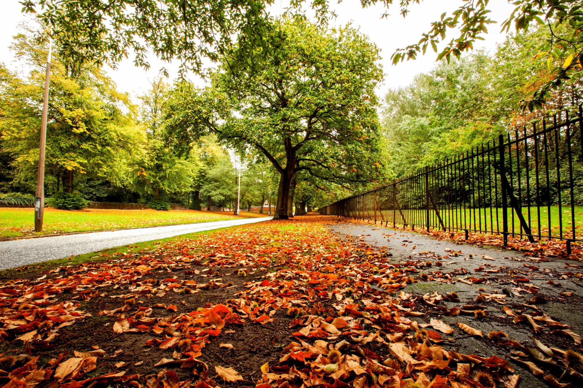 nature forest park trees leaves colorful road autumn fall colors walk