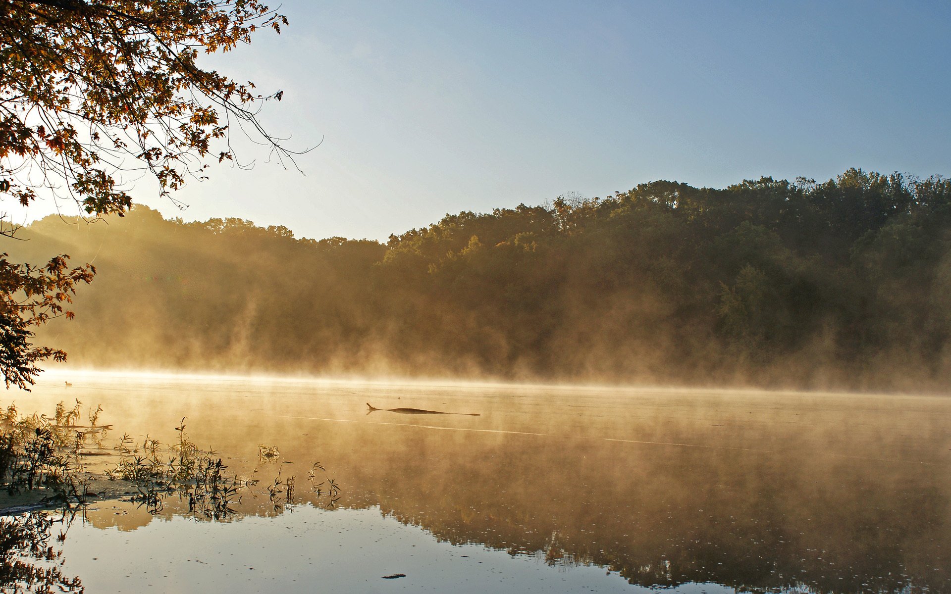 lago mañana niebla tronco árboles