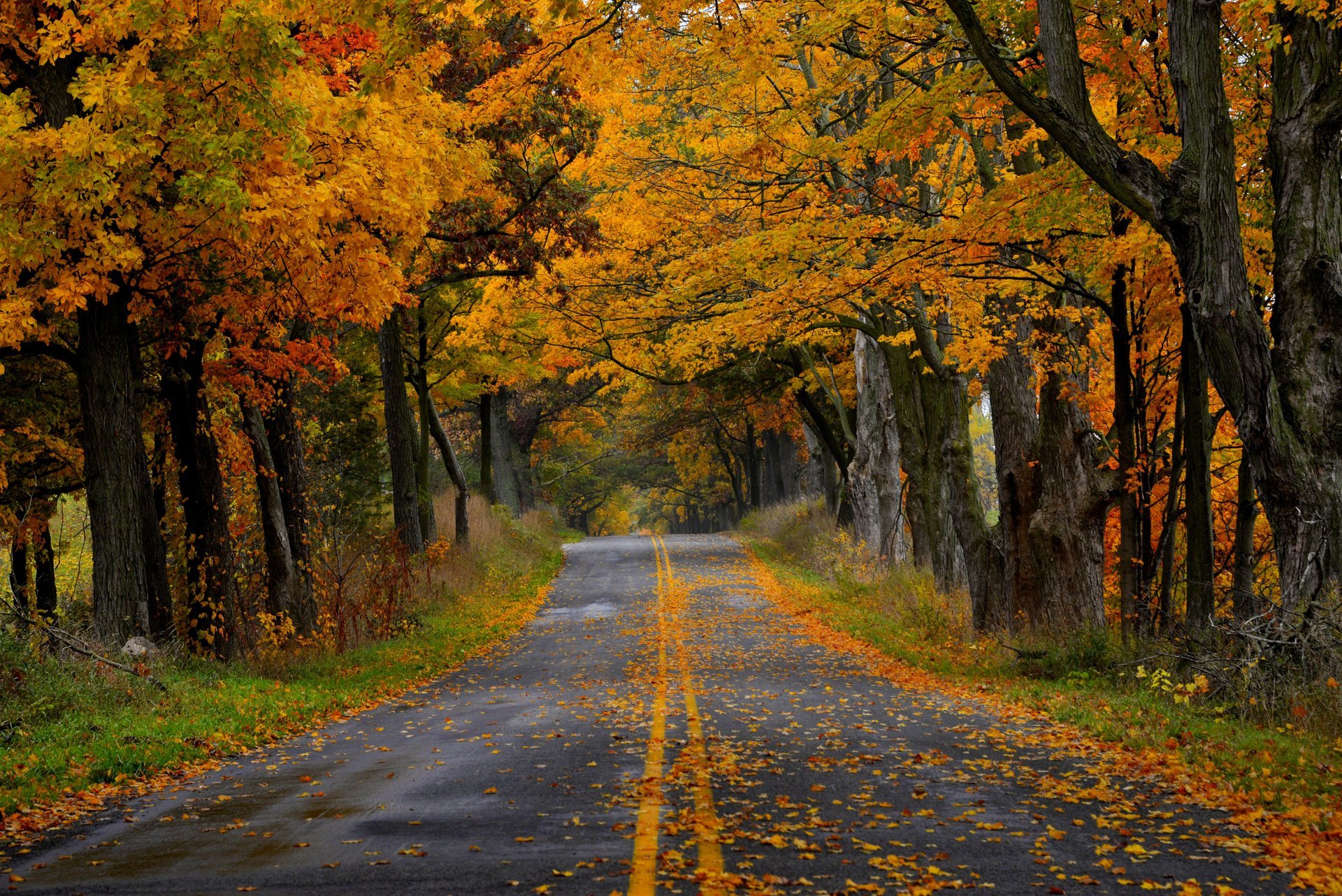 nature forest park trees leaves colorful road autumn fall colors walk