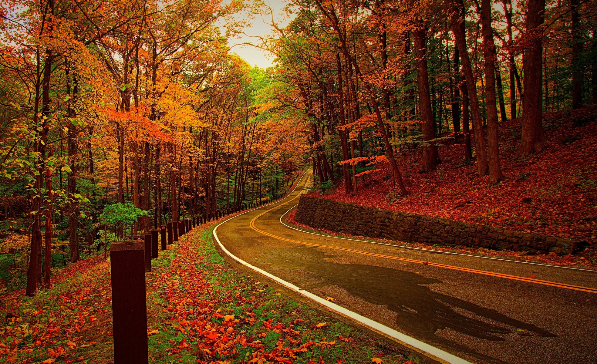 nature forêt parc arbres feuilles coloré route automne automne couleurs promenade