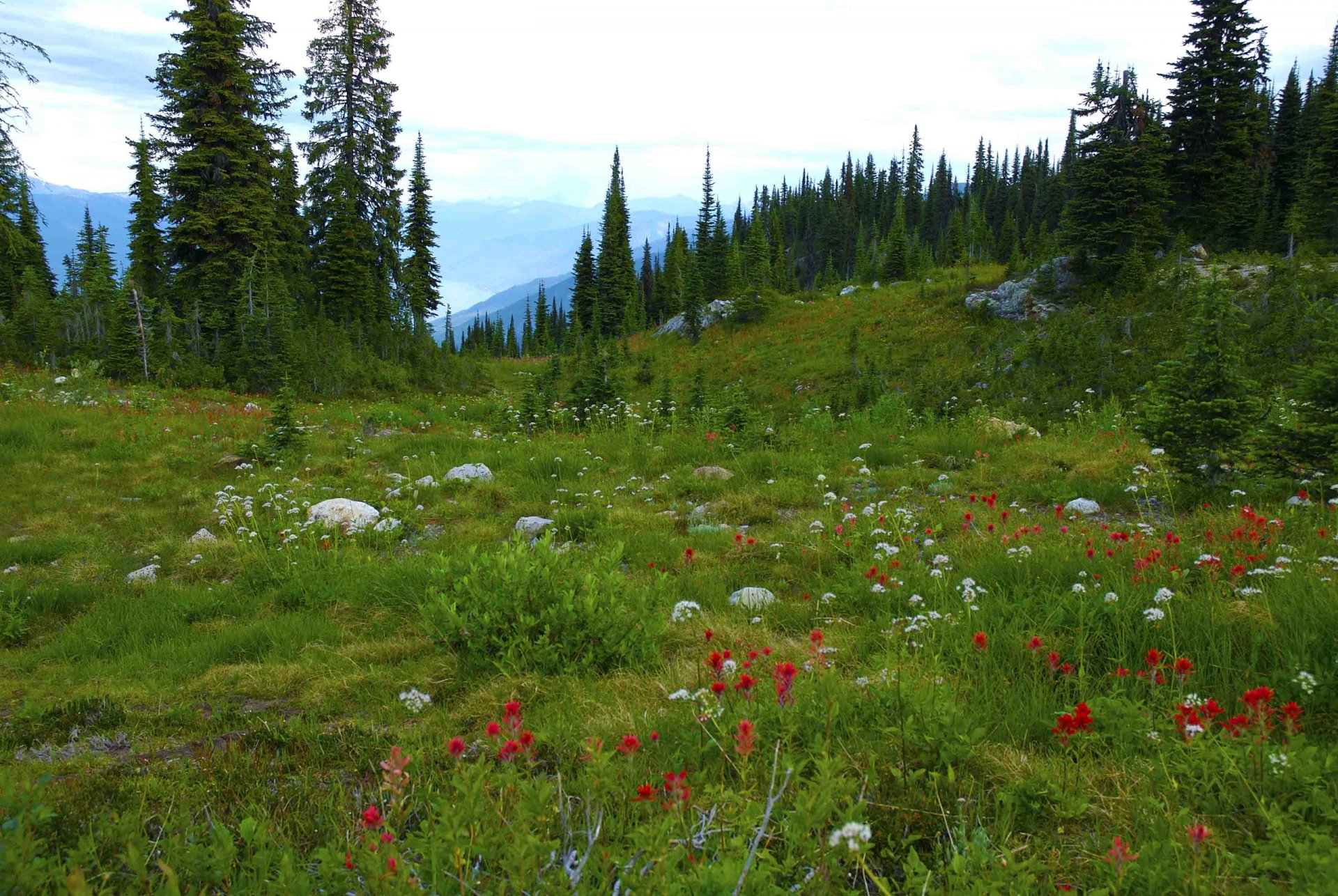 british columbia canada mountain forest tree meadow flower stone