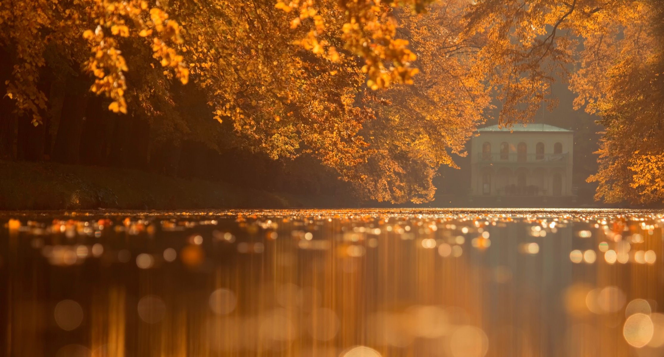 herbst blätter park wasseroberfläche