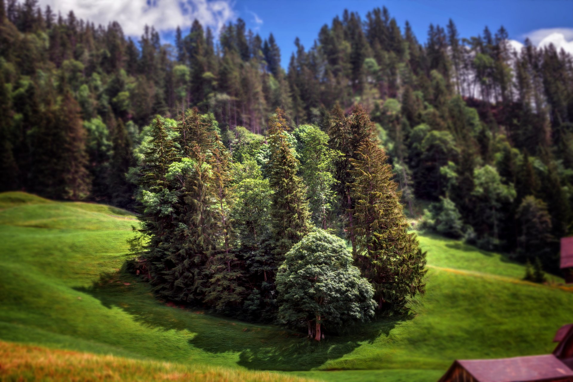 miniatura forest foresta alberi effetto lavorazione