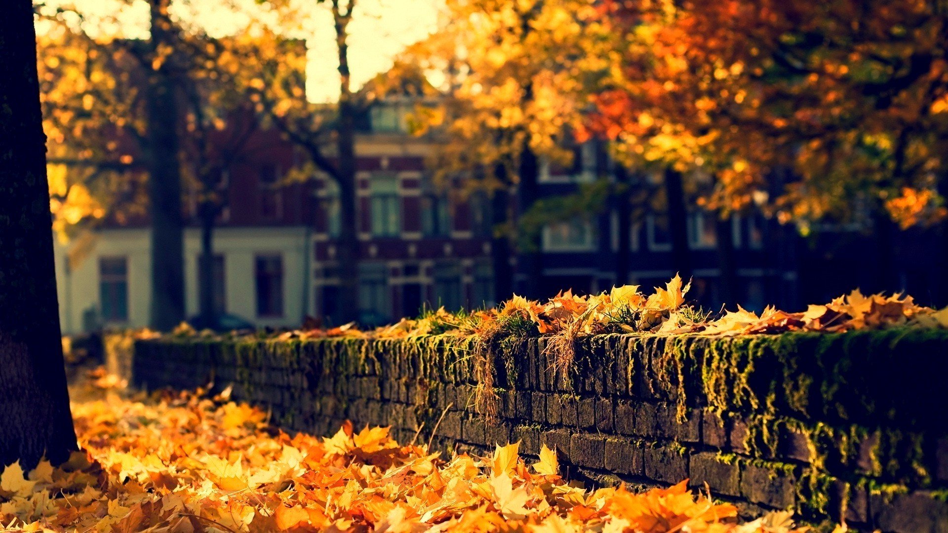 nature architecture maison automne feuilles arbres rue ville