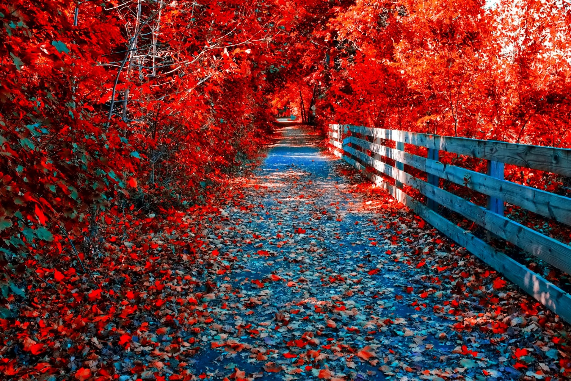 foresta parco ponte alberi foglie autunno cremisi sentiero