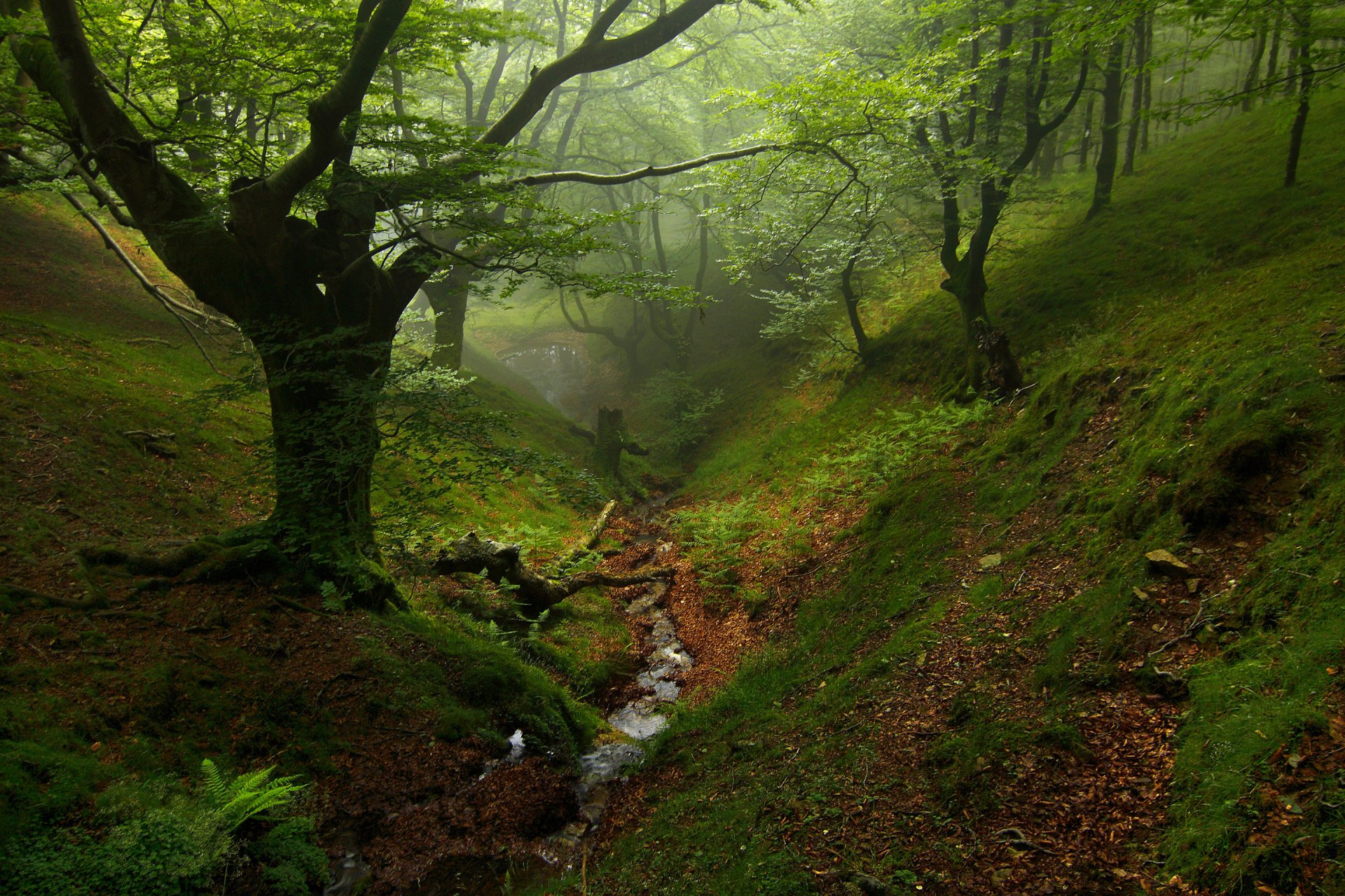 foresta alberi burrone ruscello autunno