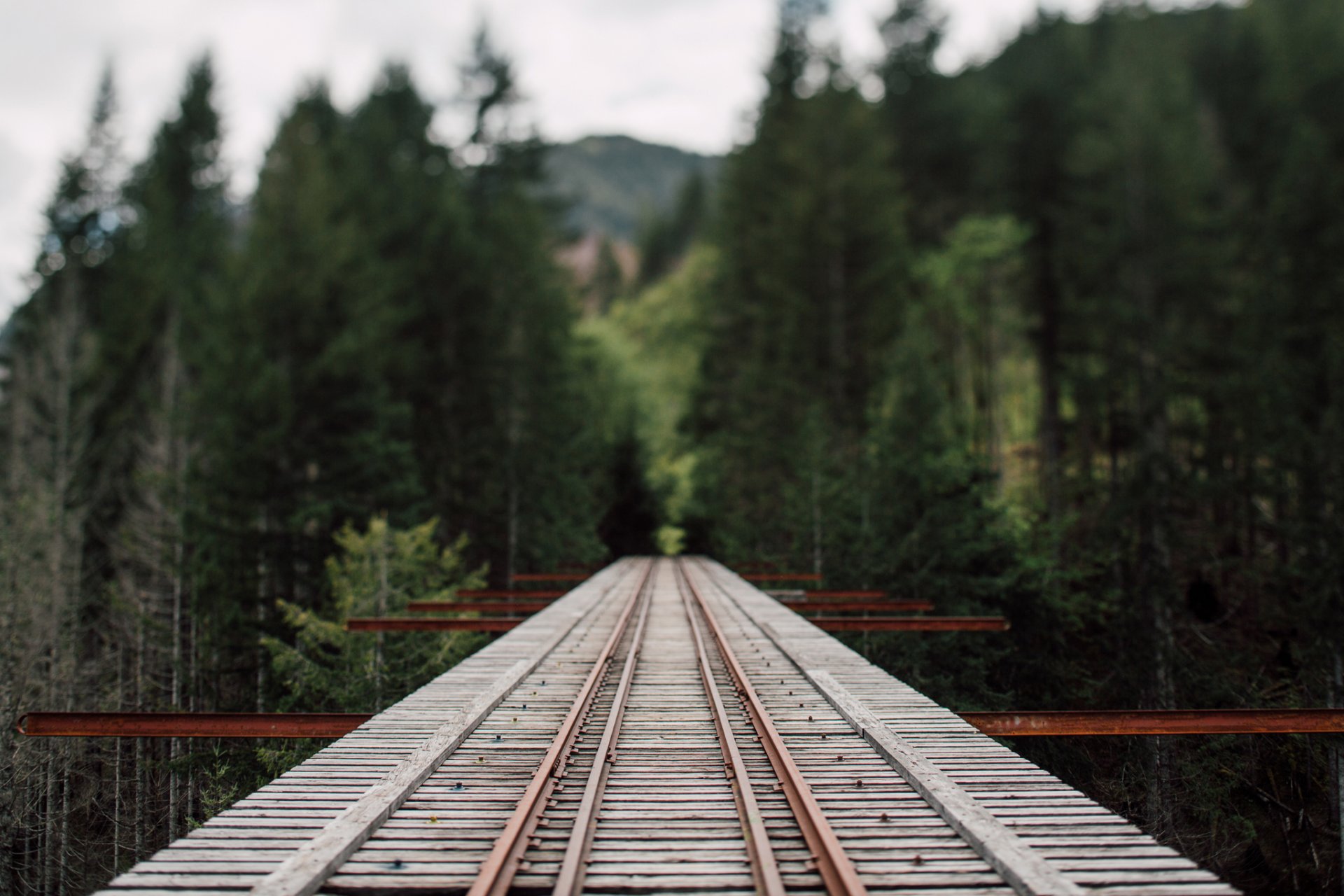 bosque ferrocarril puente