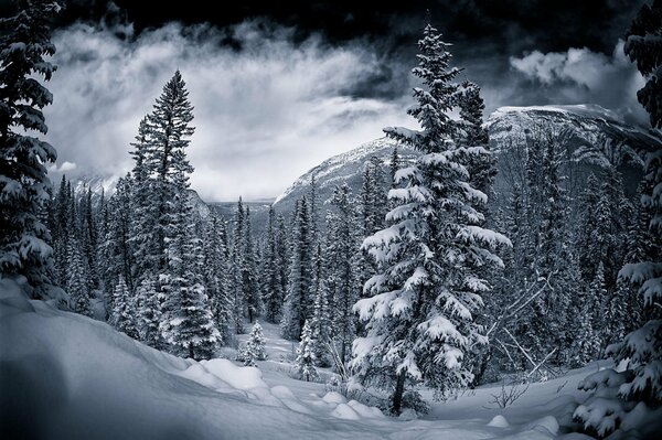 Black and white photo of a Canadian snow-covered forest