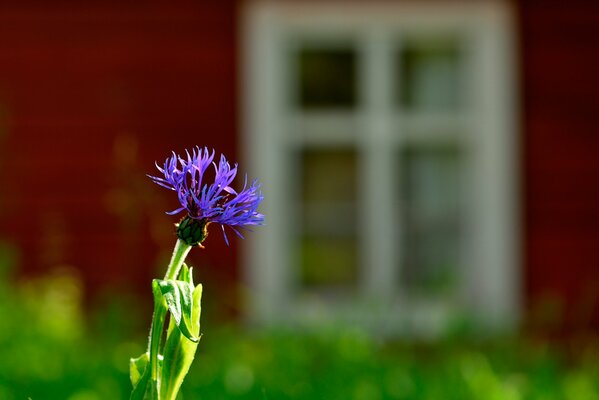 Eine Kornblume Nahaufnahme