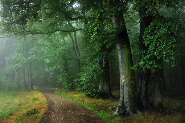 Erstaunliche Straße in einem wunderschönen Wald