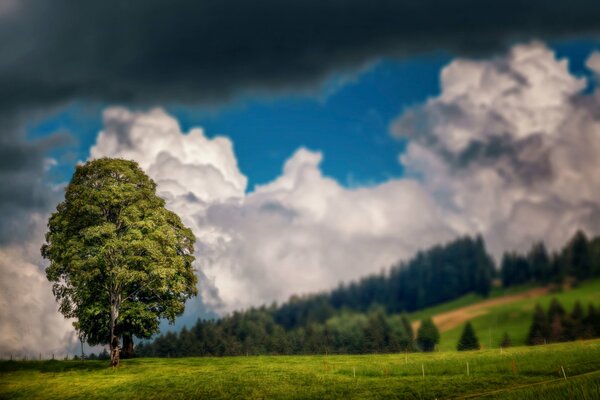 Sky clouds tree field