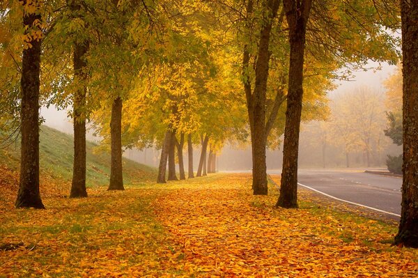 Colorful autumn foliage fall