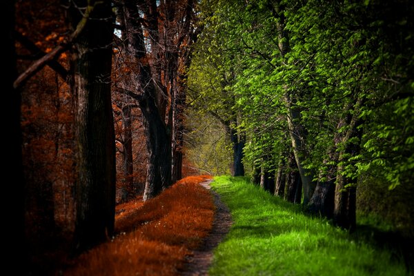 Landscape- the meeting of summer and autumn in the forest